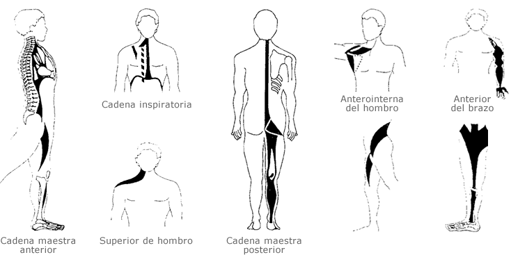 cadenas musculares anteriores cadenas musculares levitar pilates cadenas musculares anteriores cadenas musculares levitar pilates